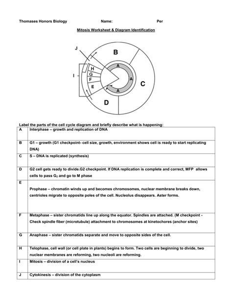 Mitosis Worksheet & Diagram Identification