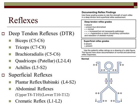 Are.na / reflex nerve levels