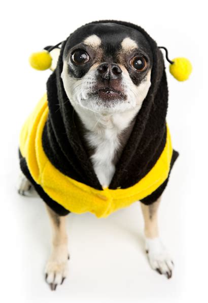 Chihuahua Costumes | Fun Dress-Up Costumes For Small Dogs - Chihuahua ...