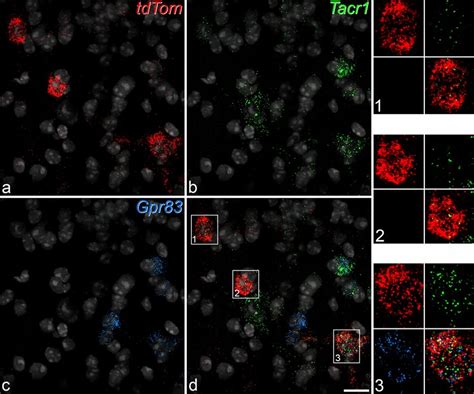 Fluorescence in situ hybridisation with RNAscope in a horizontal... | Download Scientific Diagram