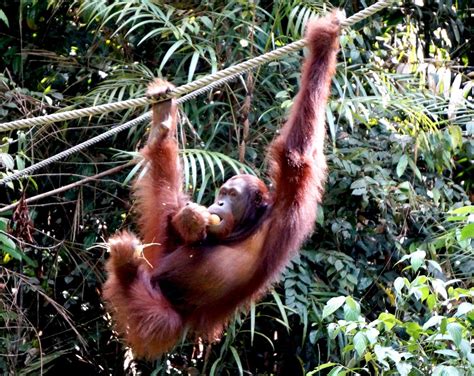 New study shows need to re-strategise orang utan conservation approach ...