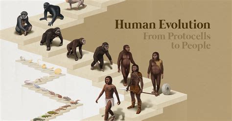 Visualized: The 4 Billion Year Path of Human Evolution