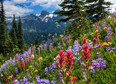 The Wildflowers of Paradise | Kır çiçekleri, Resim, Bahar