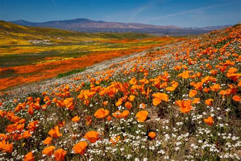 The Most Beautiful Places to See California Wildflowers