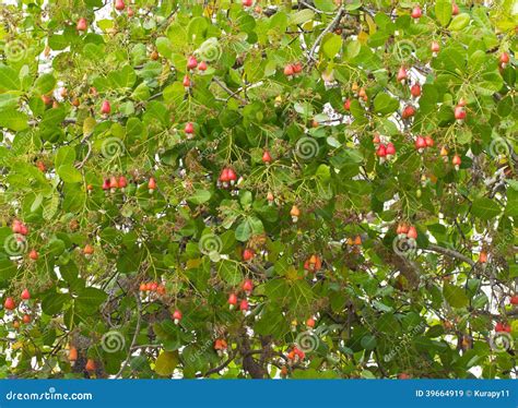 Cashew Nuts Growing On A Tree Stock Image - Image: 39664919