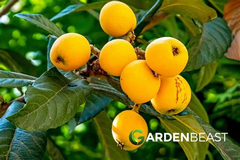 Loquat Tree Guide: How to Grow & Care for Loquat Trees