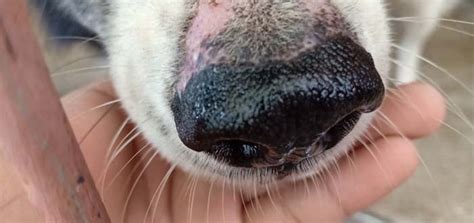 What Does It Mean If Dogs Nose Is Dry