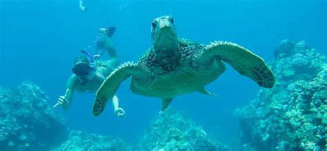 Snorkeling At Turtle Town Maui | Turtle Town Maui Guide