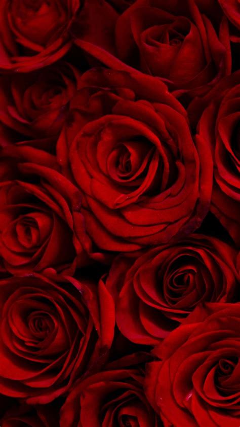 √ Dark Red Roses Wallpaper