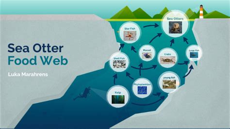 Sea otter Food Web by LittleLuckyLuky on Prezi