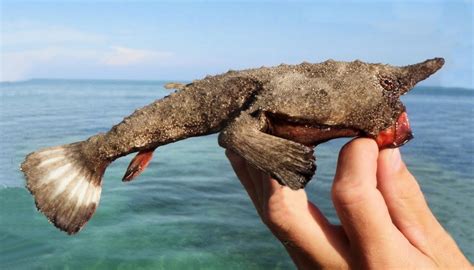 Shortnose Batfish | Mexico – Fish, Birds, Crabs, Marine Life, Shells and Terrestrial Life