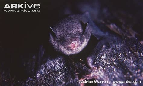 Black myotis - Alchetron, The Free Social Encyclopedia