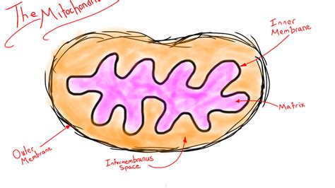 Mitochondria and Your Other DNA | Occasionally Thinking