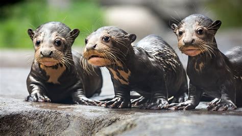 Endangered Giant River Otter Pups - YouTube