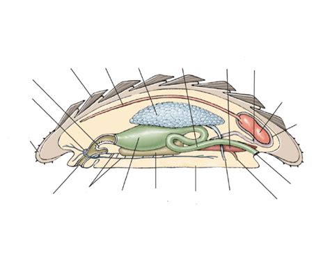 Anatomy of Chiton (LT) Quiz