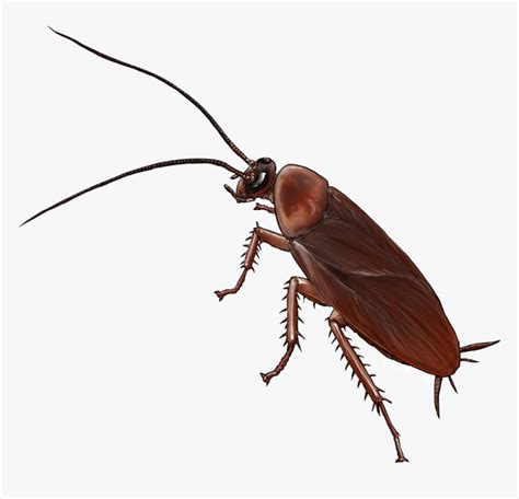 American Cockroach Insect Drawing German Cockroach - Cockroach Cartoon ...