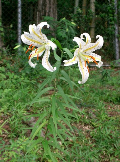 Lilium auratum - Wikipedia