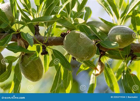 Green Almonds Nuts Ripening on Tree, Cultivation of Almond Nuts in ...