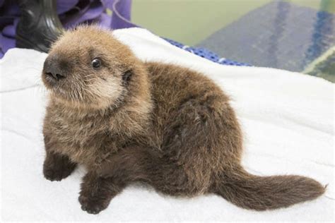 ADORABLE VIDEO: Baby sea otter learns to swim, groom, play at Shedd Aquarium | abc7.com