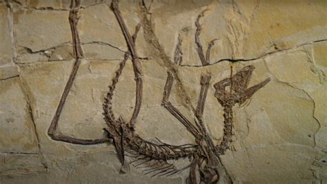 Amazingly Preserved Bird Fossils Reveal Links to Dinosaurs - Nerdist