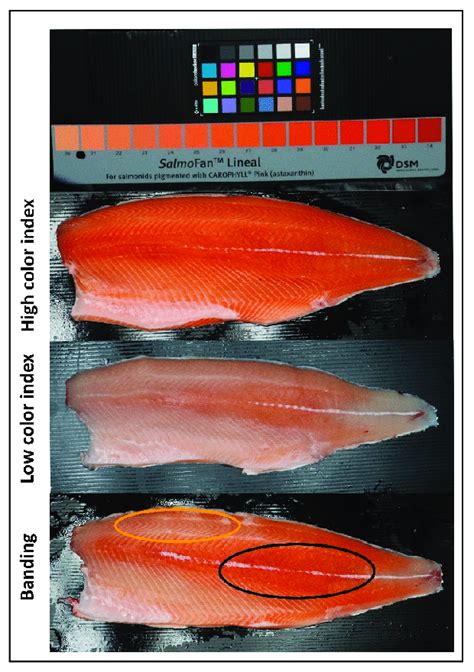 Examples of salmon fillets including high color index with pink-red... | Download Scientific Diagram