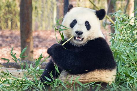 China reclaims pandas from US zoos – is the panda politics era over? | New Scientist