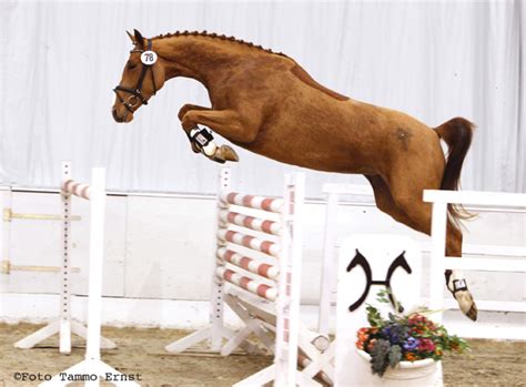 Hanoverian Breeding is Jumping into the Future : New Zealand Hanoverian Society