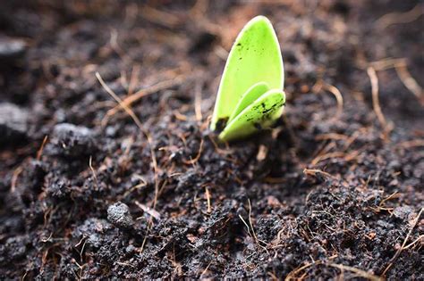 How to Propagate Amaryllis Bulbs | Gardener's Path