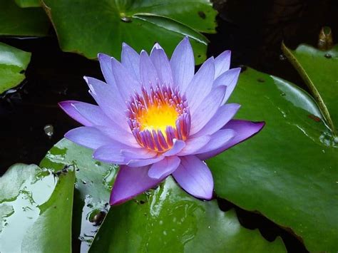 Water Lily Flower Meaning and Symbolism in Different Cultures | Florgeous