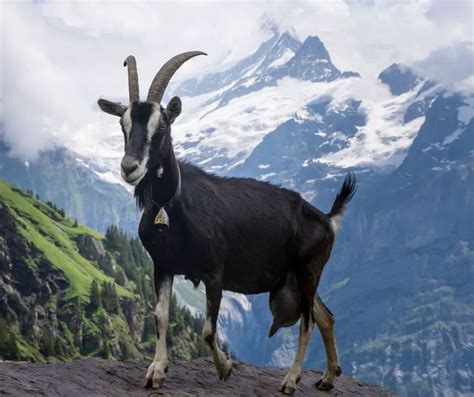 Alpine Goat Facts for Kids - KonnectHQ