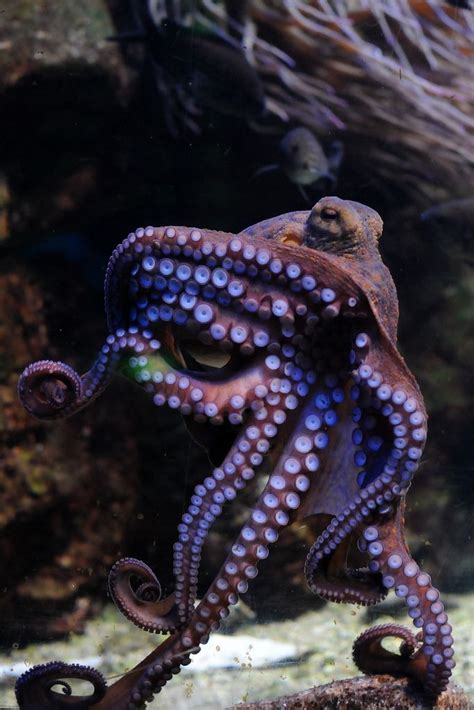 octopus vulgaris | Beautiful sea creatures, Octopus, Ocean animals