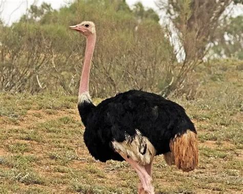 North African ostrich - Facts, Diet, Habitat & Pictures on Animalia.bio