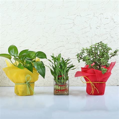 Set of 3 Good Luck Plants | Gift Set Of 3 Lucky Plants Online - Ferns N Petals