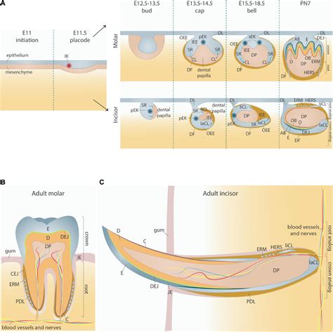 Frontiers | Intertwined Signaling Pathways Governing Tooth Development ...