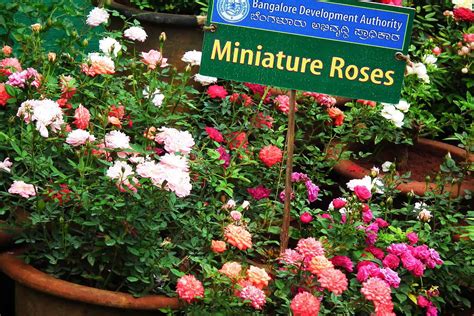 Miniature Roses Care Guide | Plantly