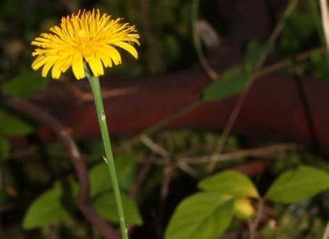 Catsear Vs. Dandelion: Two Tasty Wild Edibles