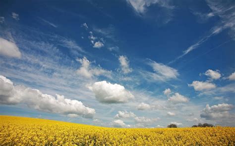 Yellow Canola Field Wallpapers - Wallpaper Cave