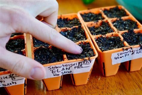 Germinating Strawberry Seeds (As Quick As 5 Days!)