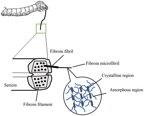 1 Composition of silk protein. | Download Scientific Diagram