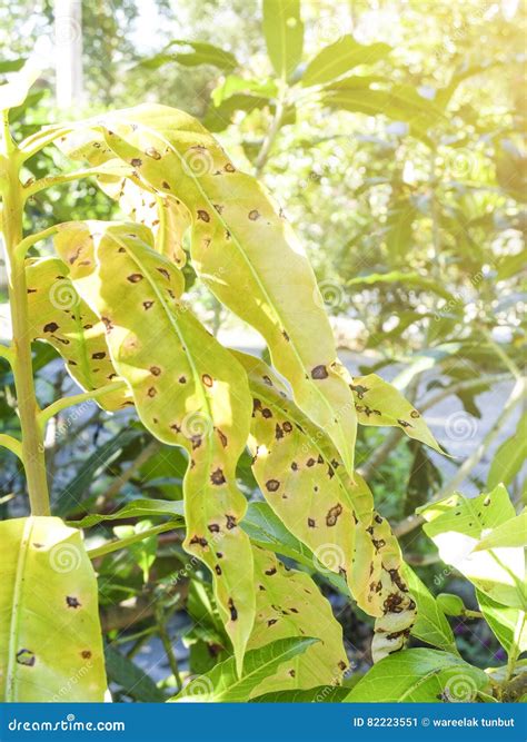 Disease of Tree on Young Leaves of Mango Tree Stock Image - Image of hole, diseased: 82223551