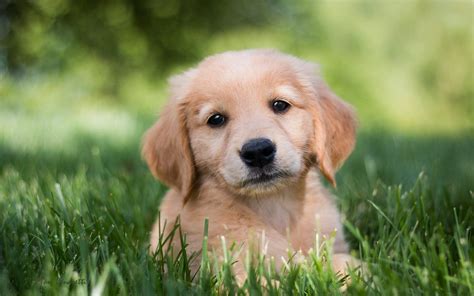 Cute Golden Retriever Puppies Wallpaper (56+ images)