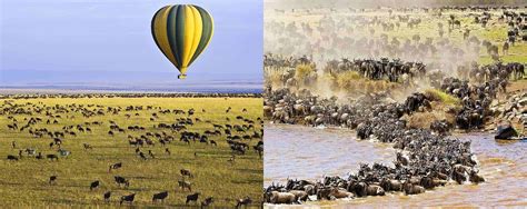 Best Time To See Masai Mara Wildebeest Migration Kenya (2025-2026) - AfricanMecca Safaris