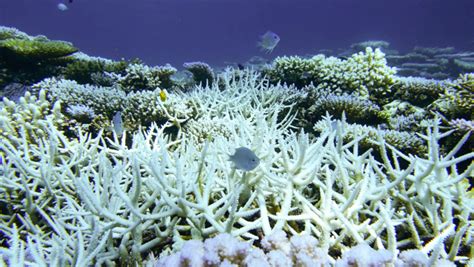 Massive bleaching of the coral on the northern end of the Great Barrier Reef