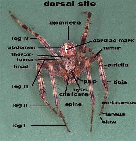 Spider info