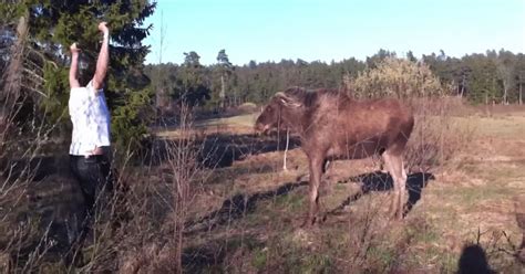 Almost Moose Attack - The Maine Sportsman