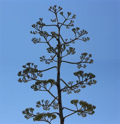 Agave Flower Stalk – Verna and Bob's Weblog