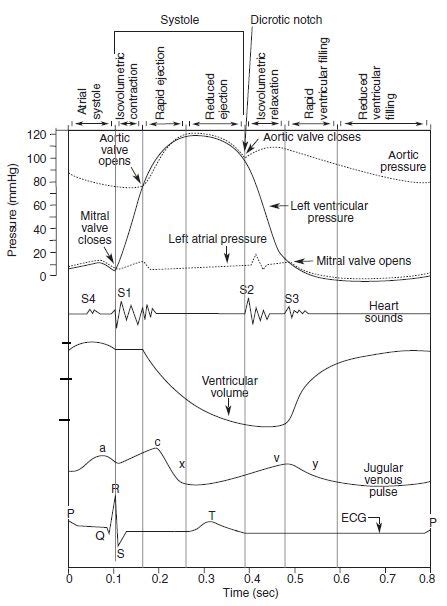 Cardiac Cycle - Summary and Wigger’s Diagram | Epomedicine