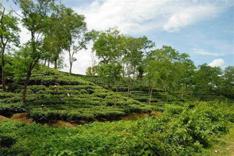 Tea Garden at Sylhet, Bangladesh Stock Image - Image of graden, jaflaong: 103680043