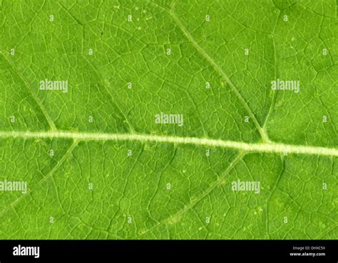 Leaf veins close up Stock Photo - Alamy