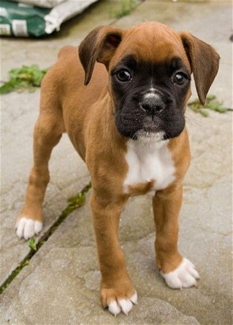 20+ Cute American Boxer Dog Pictures You Will Love | FallinPets